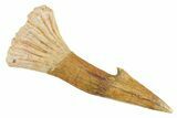 Bargain, Fossil Sawfish (Onchopristis) Rostral Barb - Morocco #356404-1